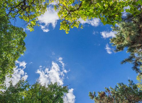 Trees And Blue Sky