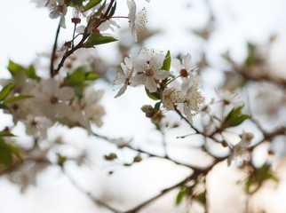 blossom tree branch in spring