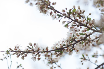 blossom tree branch in spring