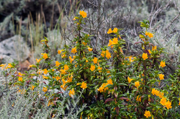 Coastal orange flowers 