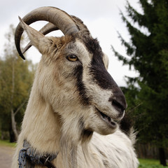 goat