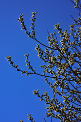  palm flowering
