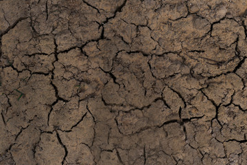 close-up. dry land. in the center of the trail of the animal.