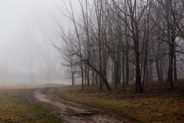 Dirt track running past an old tree in a mist covered forest in artistic conversion