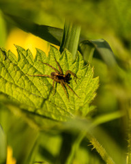 spider on a green leaf