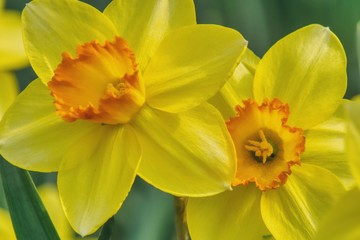 two narcissus flowers in close-up, daffodils embellish gardens and parks in spring, yellow flowers a sign of tragic history, reminiscent of the rise of Jews in the Warsaw Ghetto