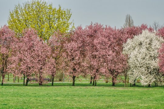 spring in the park, juicy green grass, first green leaves and blooming trees, pink and white flowers in the trees