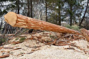 bark-cleared log