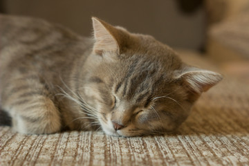 Cat sleeping on a couch