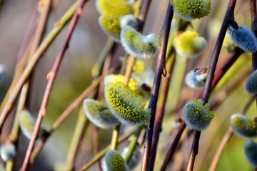 Fluffy buds decorate the willow tree in spring.