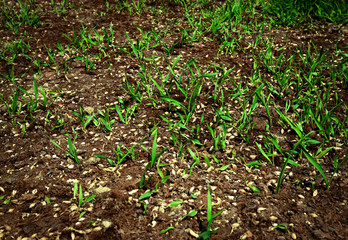 green leaves of barley in the clay