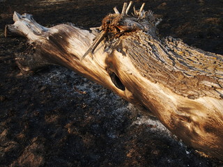 burnt tree