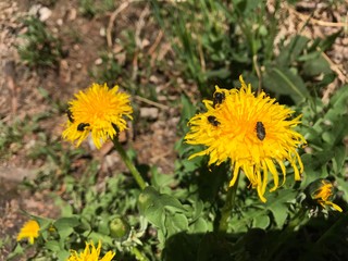 Natur in Baden-Württemberg Deutschland