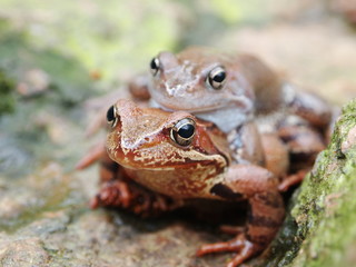 frogs mating