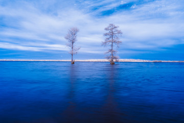 Two bald cypress tress on the water of Lake Drummond in Virginia, shot in infrared to create a frozen snowy and surreal feeling