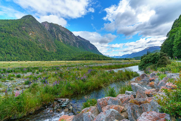 meadow with lupins on a river between mountains, new zealand 1