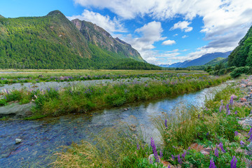 meadow with lupins on a river between mountains, new zealand 5