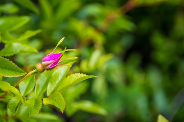 Wild flower growing along the shoreline of Nova Scotia.