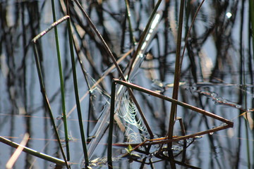 Delicate Webs 