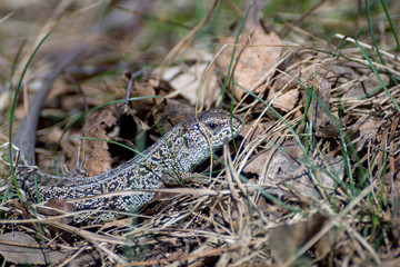 Pregnant viviparous lizard, Zootoca vivipara, in the wild nature