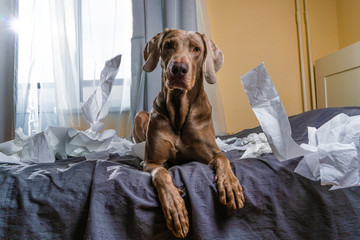 Weimaraner dog the dog on the bed spoiled things tore the paper. flying paper, naughty playful dog. a playful dog tore up the masters toilet paper. - obrazy, fototapety, plakaty