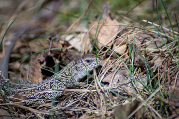 Pregnant viviparous lizard, Zootoca vivipara, in the wild nature