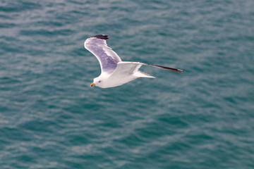 SEAGULL FLYING ON THE SEA