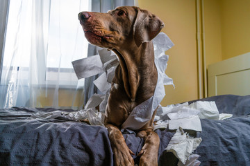 Weimaraner dog the dog tore the paper. looking away.