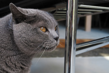 portrait chat race british shorthair mâle