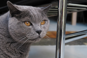 portrait chat race british shorthair mâle