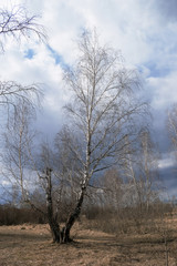 Beautiful birch in the forest in the sun in the spring in cloudy weather