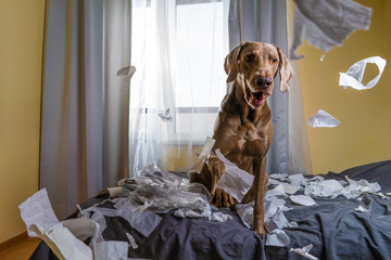 Weimaraner dog the dog is playing on the bed. ripped the paper. naughty but playful dog portrait. - obrazy, fototapety, plakaty