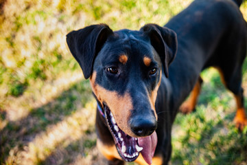 Duke