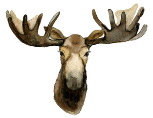 Elk portrait, isolated on white background, watercolor illustration