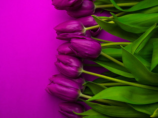 Beautiful bouquet of purple tulips, Liliaceae Lilieae tulipa, with green leaves isolated on purple.