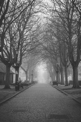 Avenue and Mist