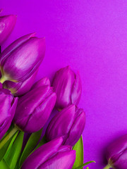 Violet Fresh Spring Tulips Flowers Concept Woman's day Greeting Card Valentines Bright Violet Background Natural Light