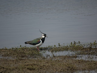 lapwing (Vanellus vanellus)