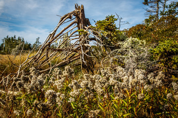 Coastal shoreline seascapes of Nova Scotia.