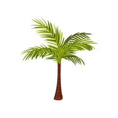 Palm. Lush leaves, textured trunk. Vector illustration.