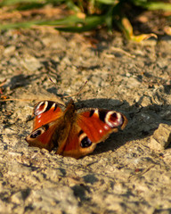 peacock butterfly