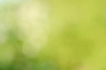 Green blur background from nature with natural sunlight