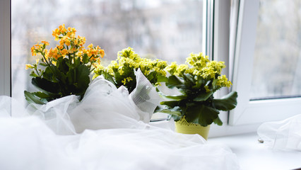 Decorative yellow flowers in pot on windowsill