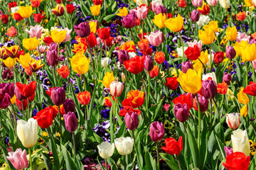 Colourful fields of tulips