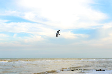 Waves on the shore. Sea wave on a sandy beach with sunlight and seagull on blue sky. Seascape