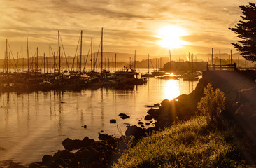 Sun beaks the golden horizon on an early morning in Monterey bay in California. The sailboats and yachts line the ocean harbor as seagulls break the yellow morning horizon at cannery row - obrazy, fototapety, plakaty