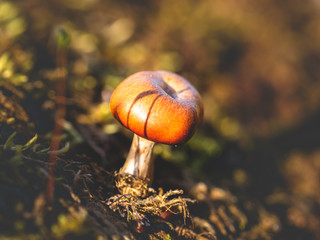 mushroom fall