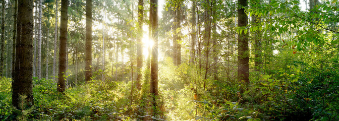 A wonderful morning in a forest with bright sunlight shining through the trees