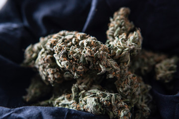 marijuana buds in black bag. Fresh cannabis harvest for smoking