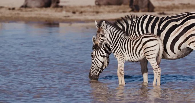 Close-up side view of a Zebra with cute young foal drinking at a waterhole on the Makgadikgadi Pans,Botswana 